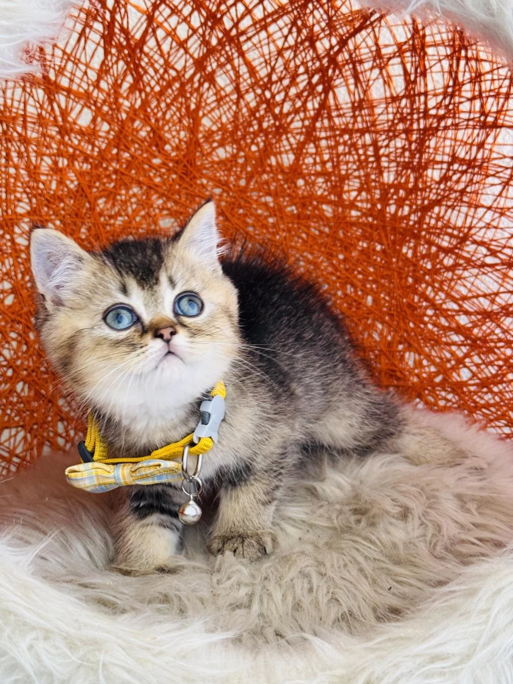 British Shorthair Black Golden Yavru