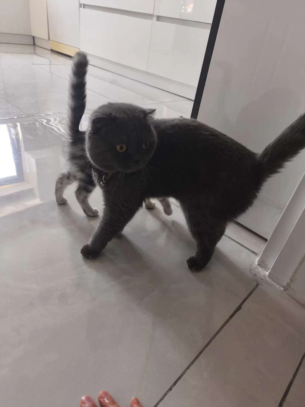 Acil Ücretsiz Scottish Fold Sahiplendirme