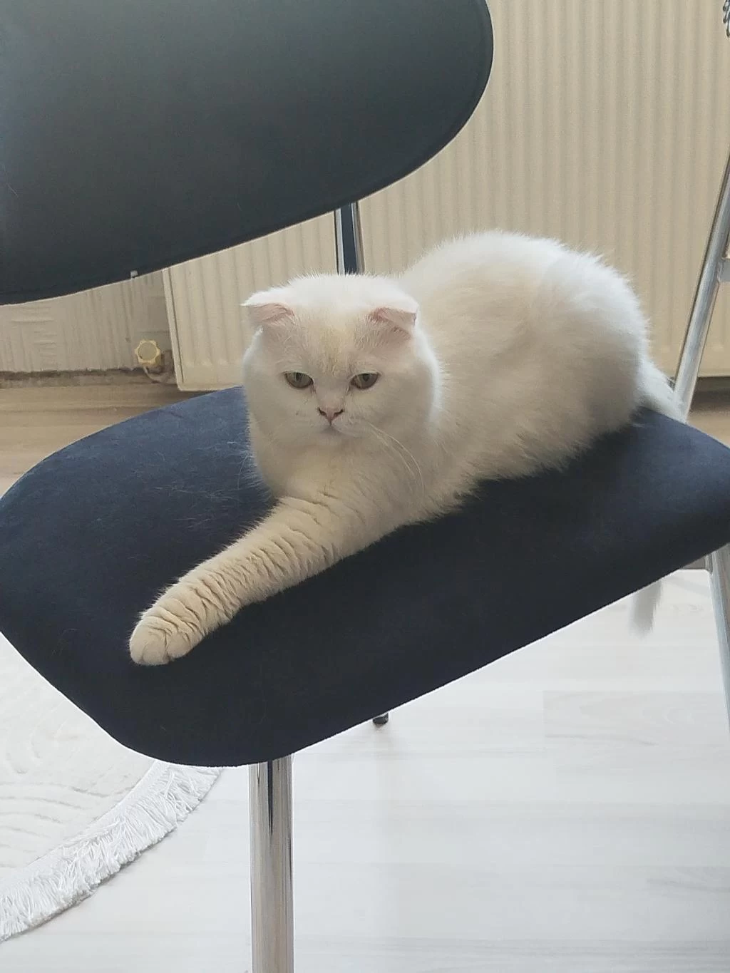 Beyaz Scottish Fold Erkek