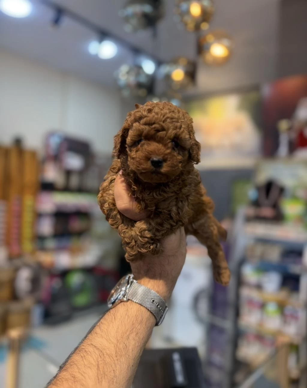 Safkan Toy Poodle Yavrularımız