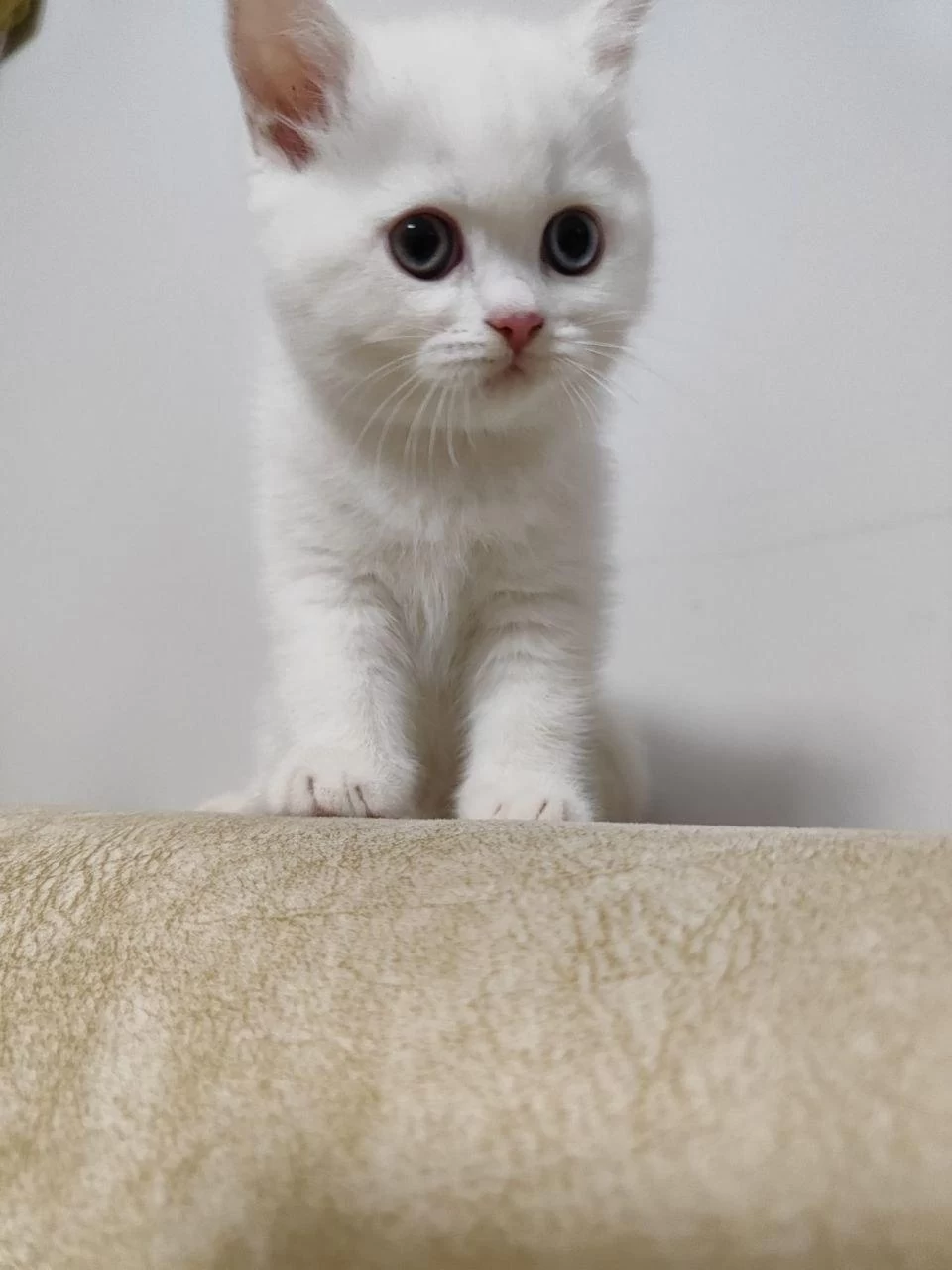 British Shorthair White
