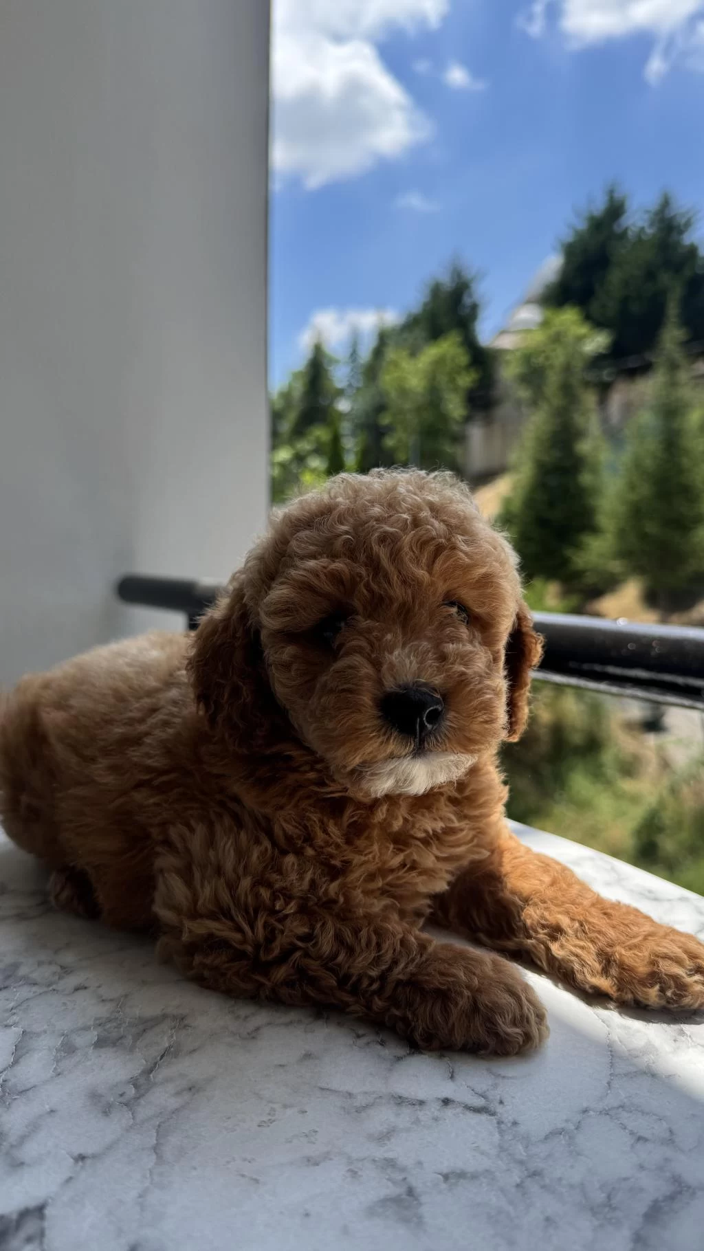 Tr Nin En Uygun Poodle Yavrusu