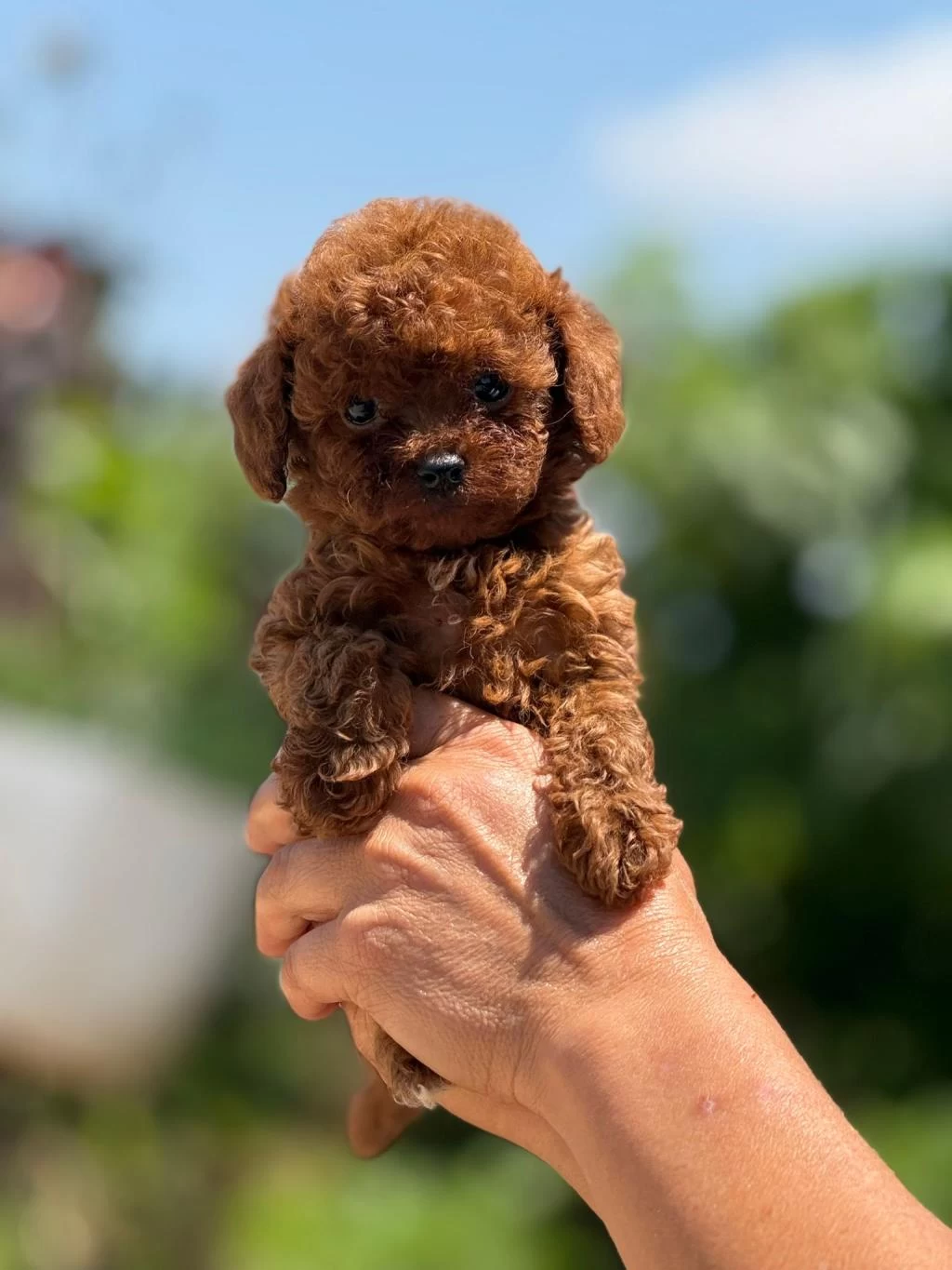 Büyümeyen Korsa Poodle Bebeklerimiz