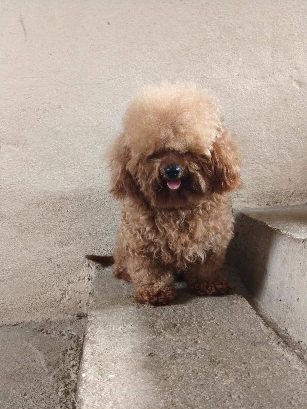 3 Yaşında Erkek Poodle