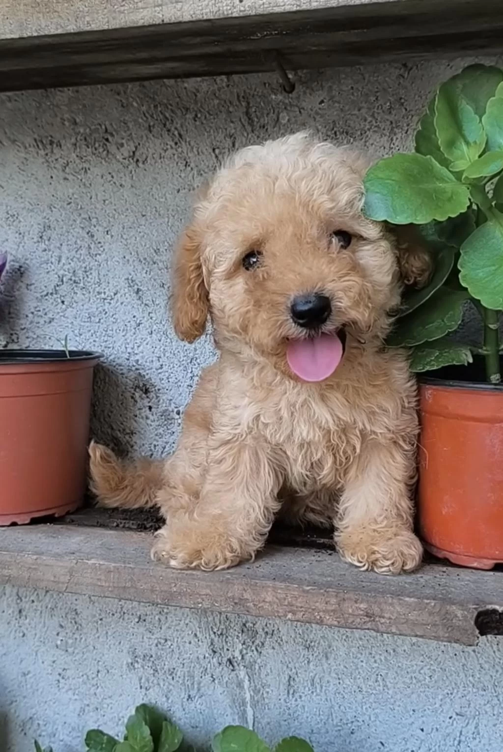 Harika Erkek Poodle
