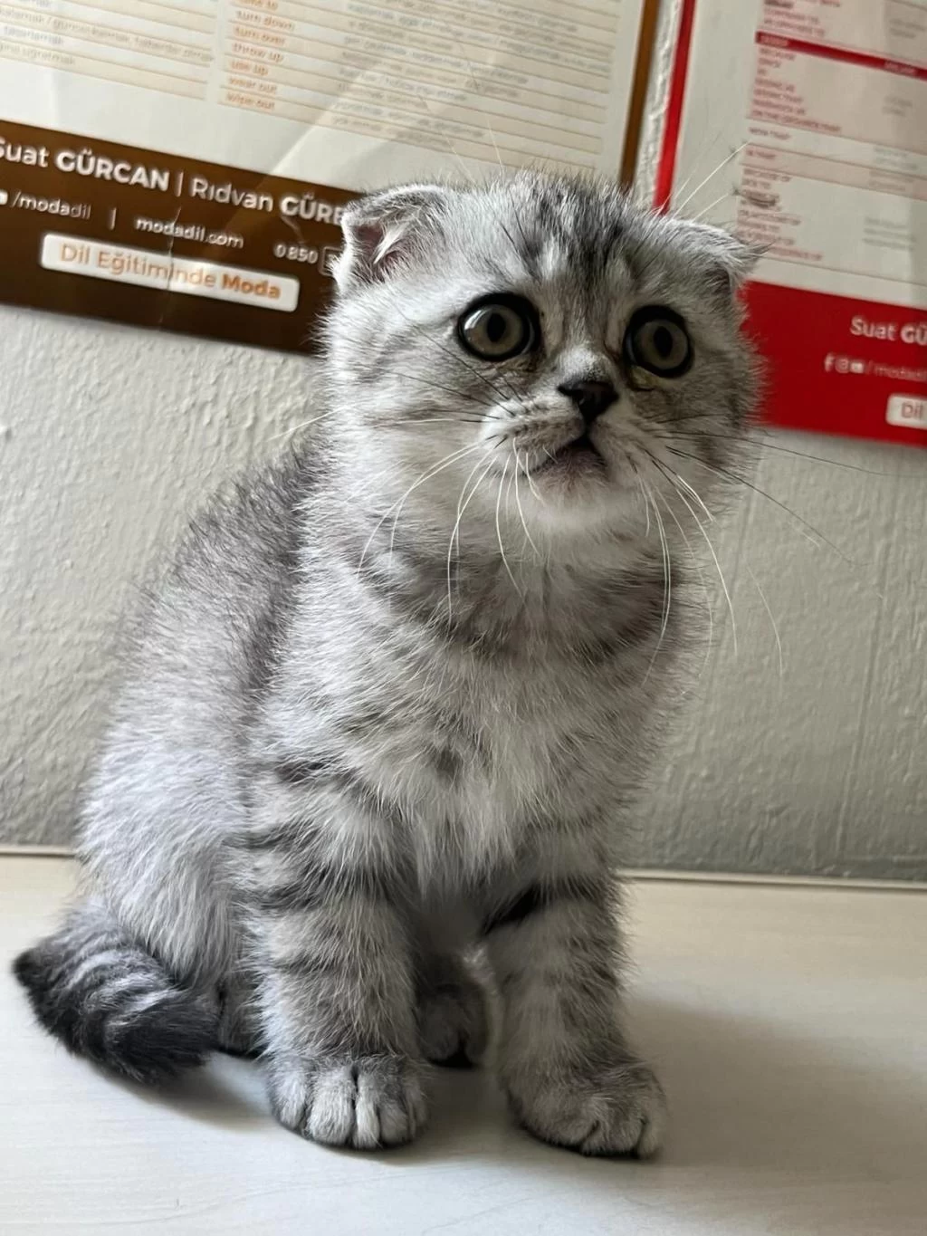 Çok Uygun Scottish Fold Hızlı Olan Kazanır