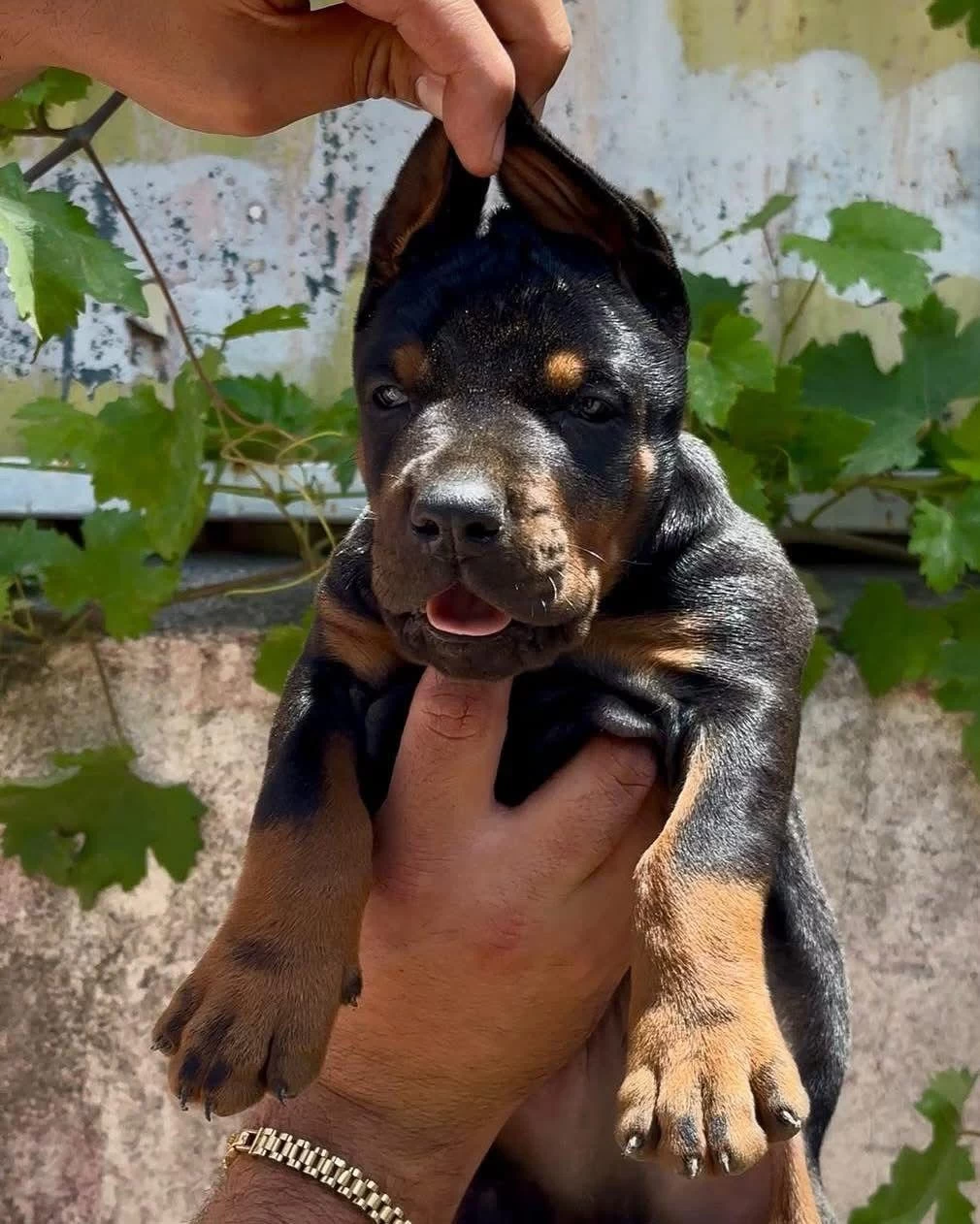 A Scrli Anne Ve Babadan Üst Düzey Doberman Yavrular