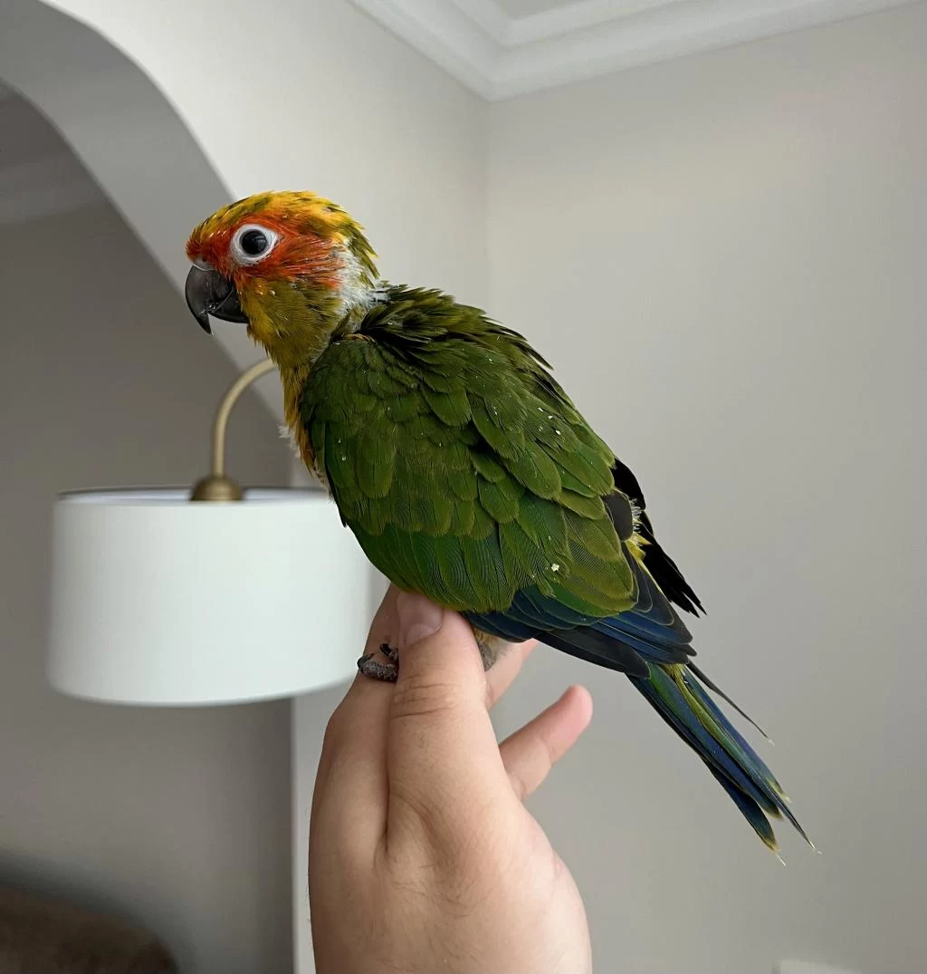 Jenday Konur Papağani El Besleme