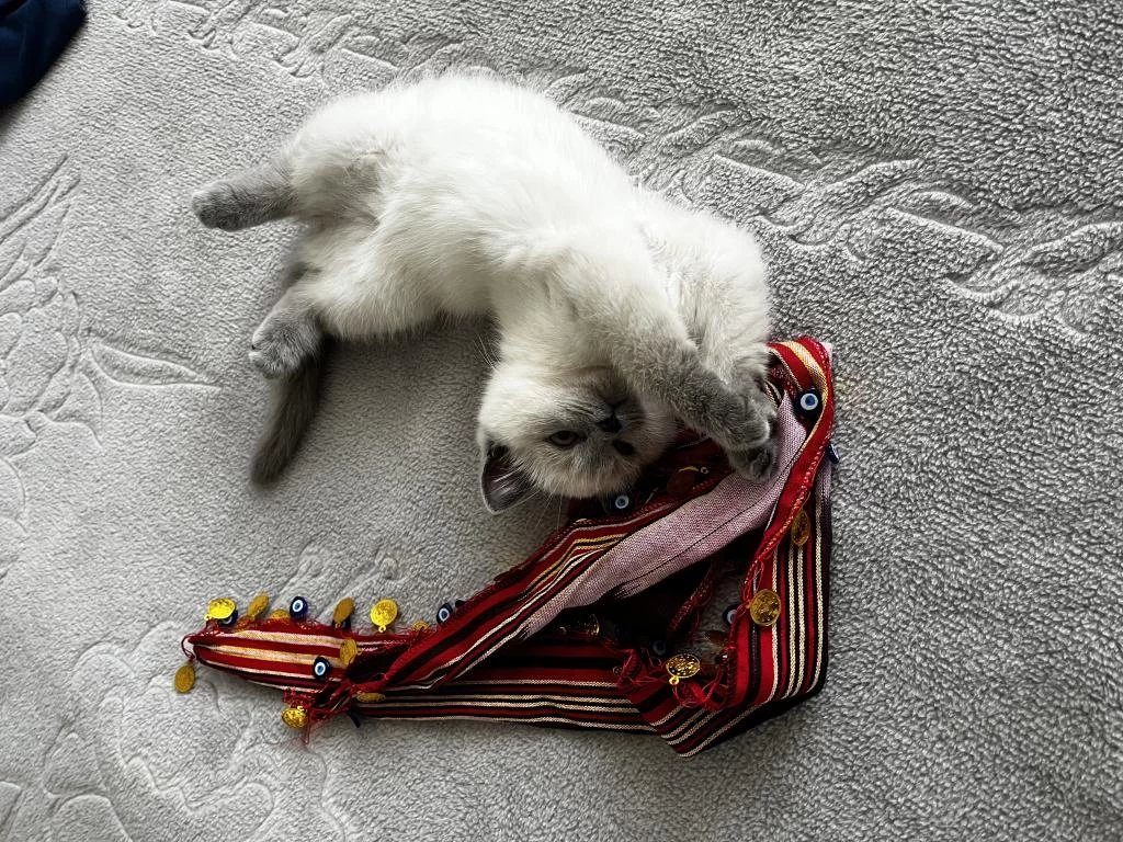 Scottish Fold Bal Köpüğüme Yuva Arıyoruz