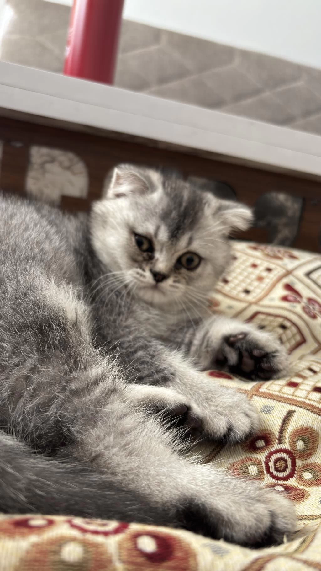 Scottish Fold Oğlumuz Yeni Yuvasını Arıyor