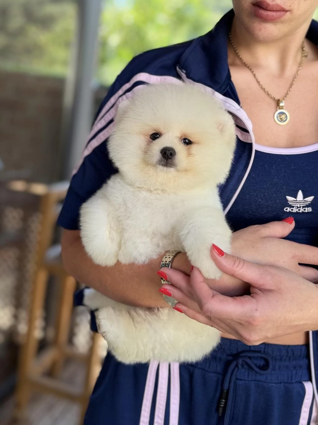Show Kalite Erkek Pomeranian Boo