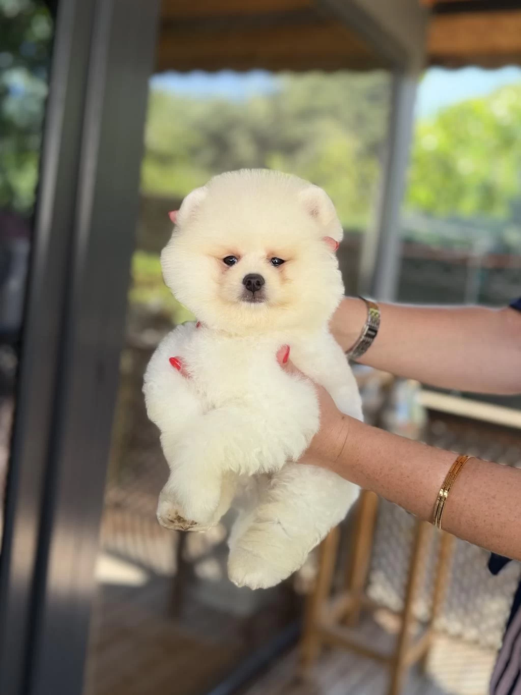 Üst Düzey Show Kalite Pomeranian Boo