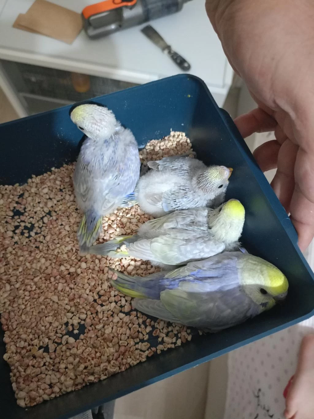Orjinal Rainbow Muhabbet Kuşu Yavrular