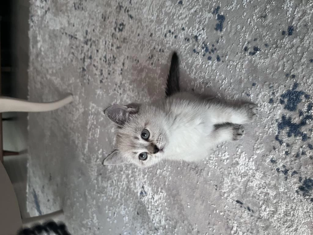 Sağlıklı British Blue Point