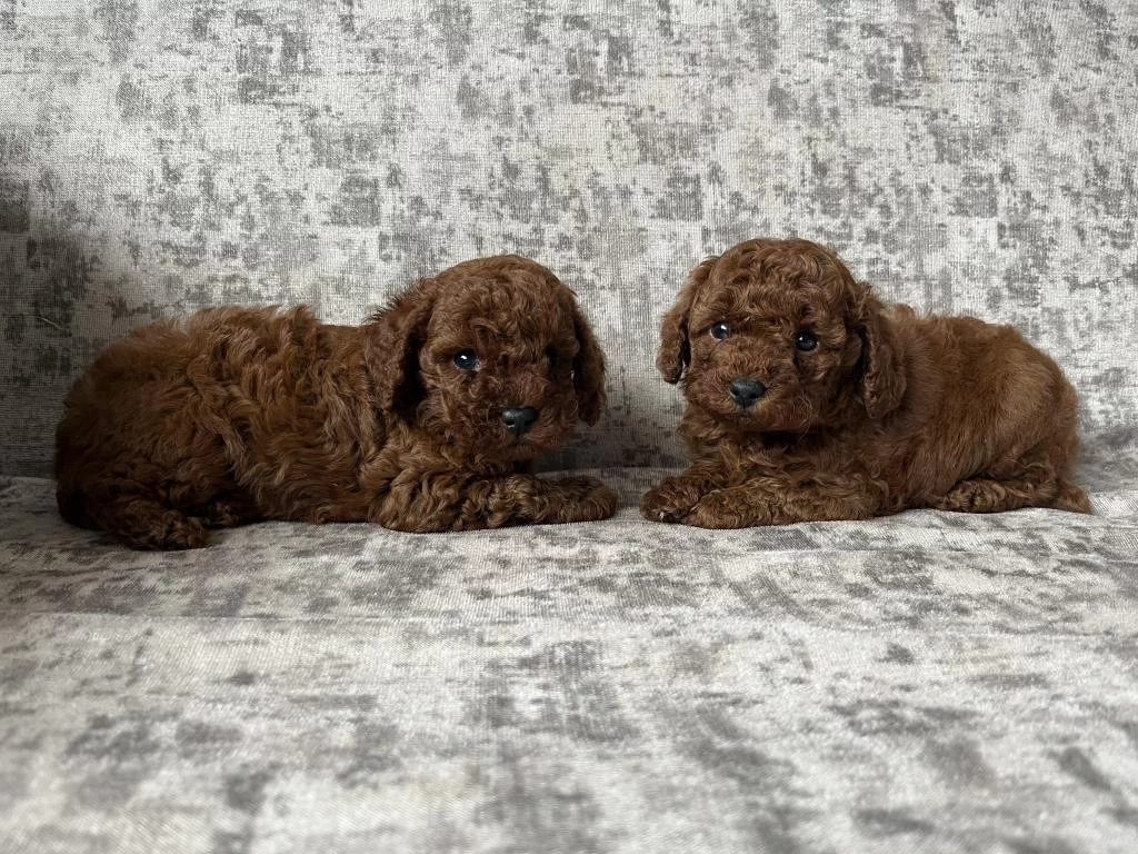 Toy Poodle Bebek Köpekler