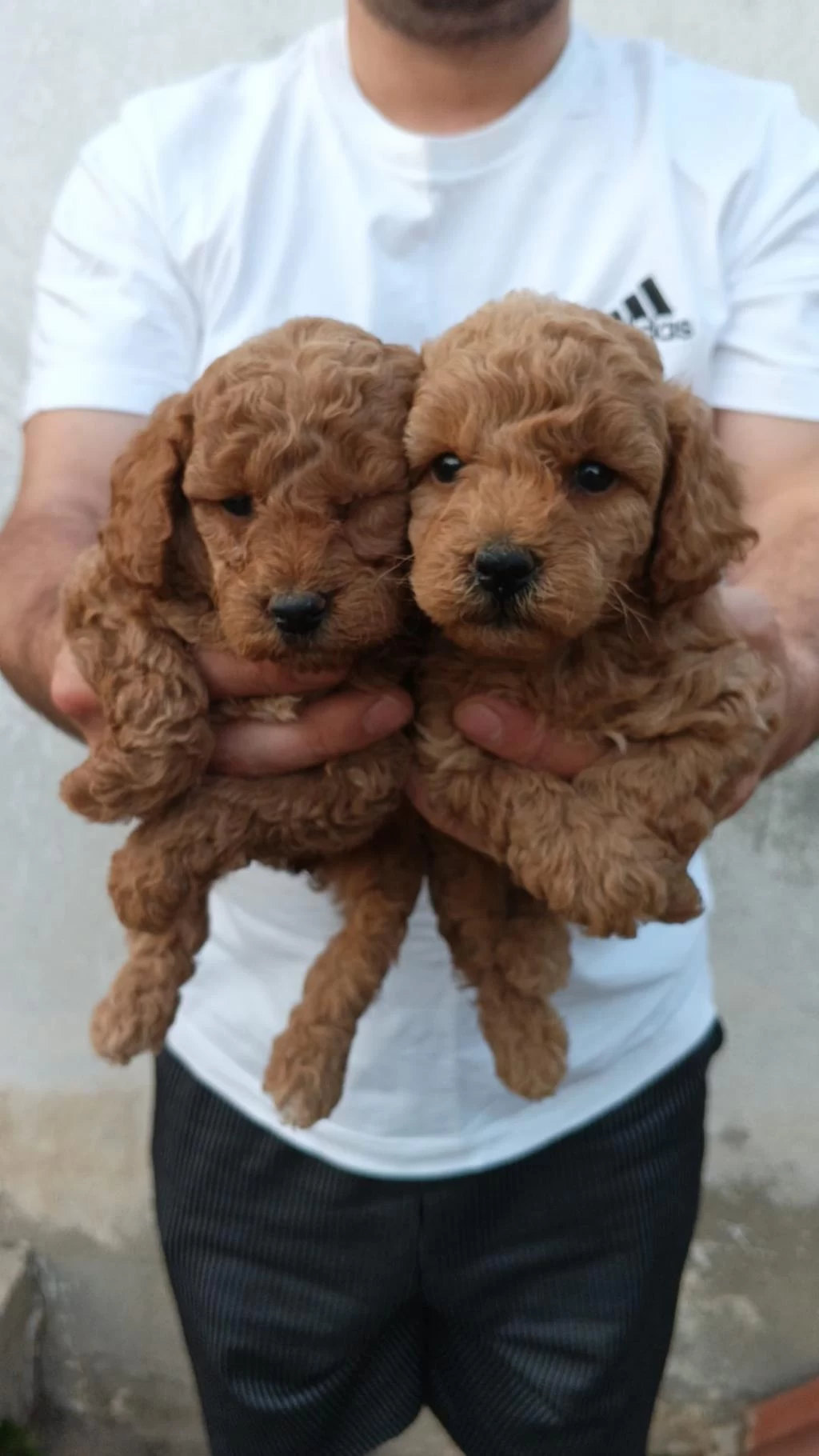 Toy Poodle Yavrular İrk Sağlık Garantili