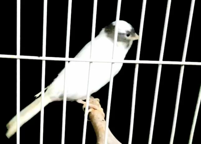 Kanaryalar Açıklamaları Okuyalım