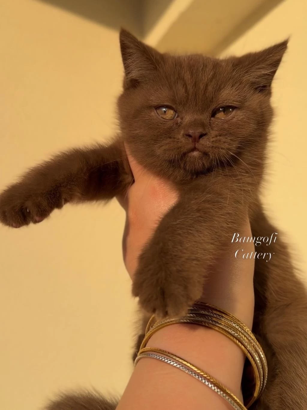 Şecereli Dişi Chocolate British Shorthair