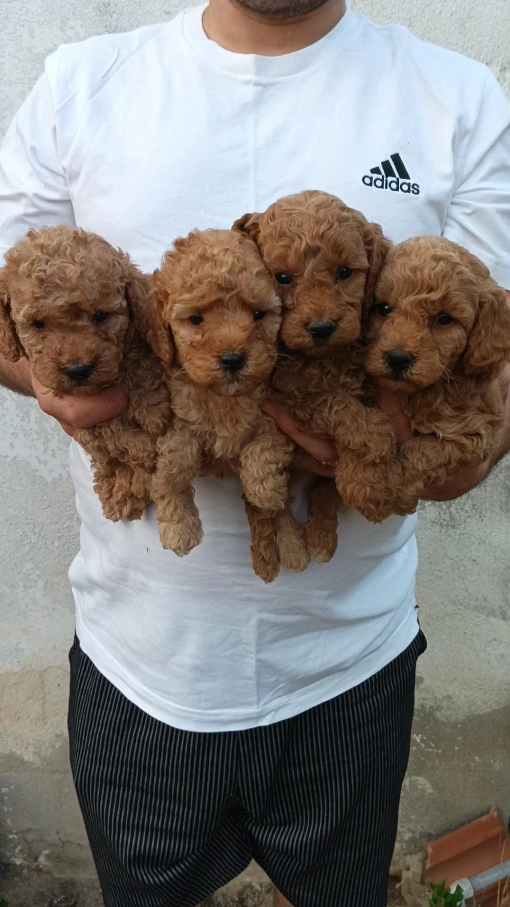 Toy Poodle Yavrular İrk Kilo Sağlık Garantili