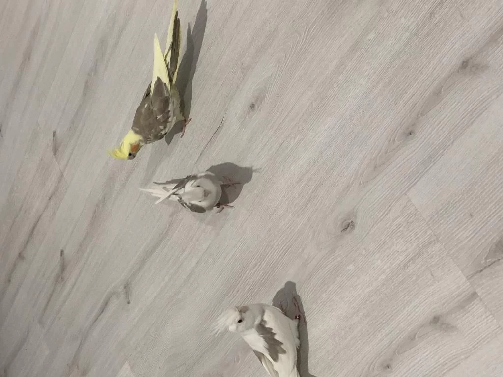 Çift Kuluçkada Sultan Papağanları Henüz Çok Gençler
