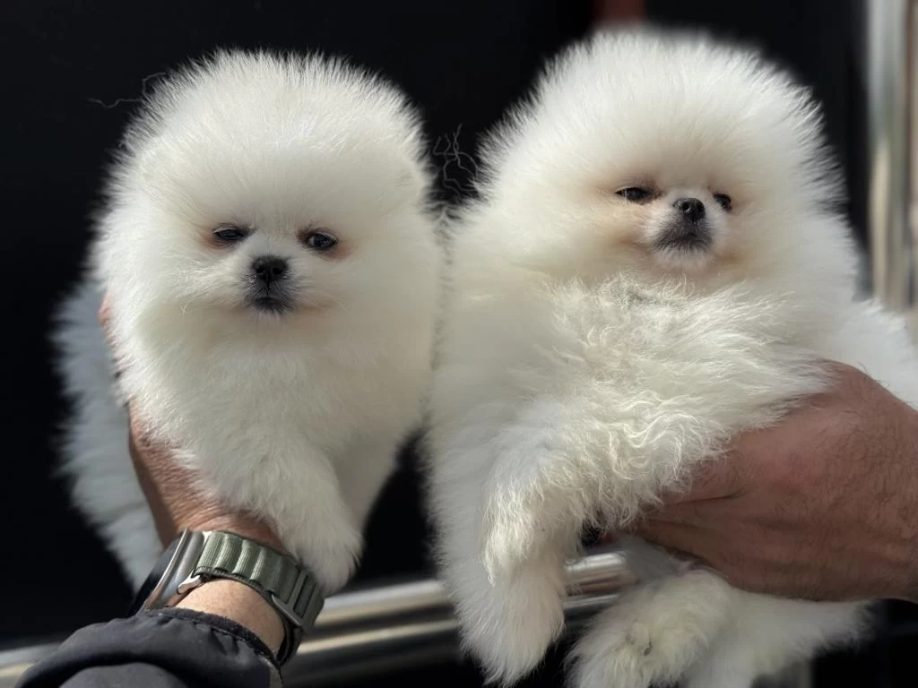 Petmode Köpek Çiftliğinden Pomeranian Boo