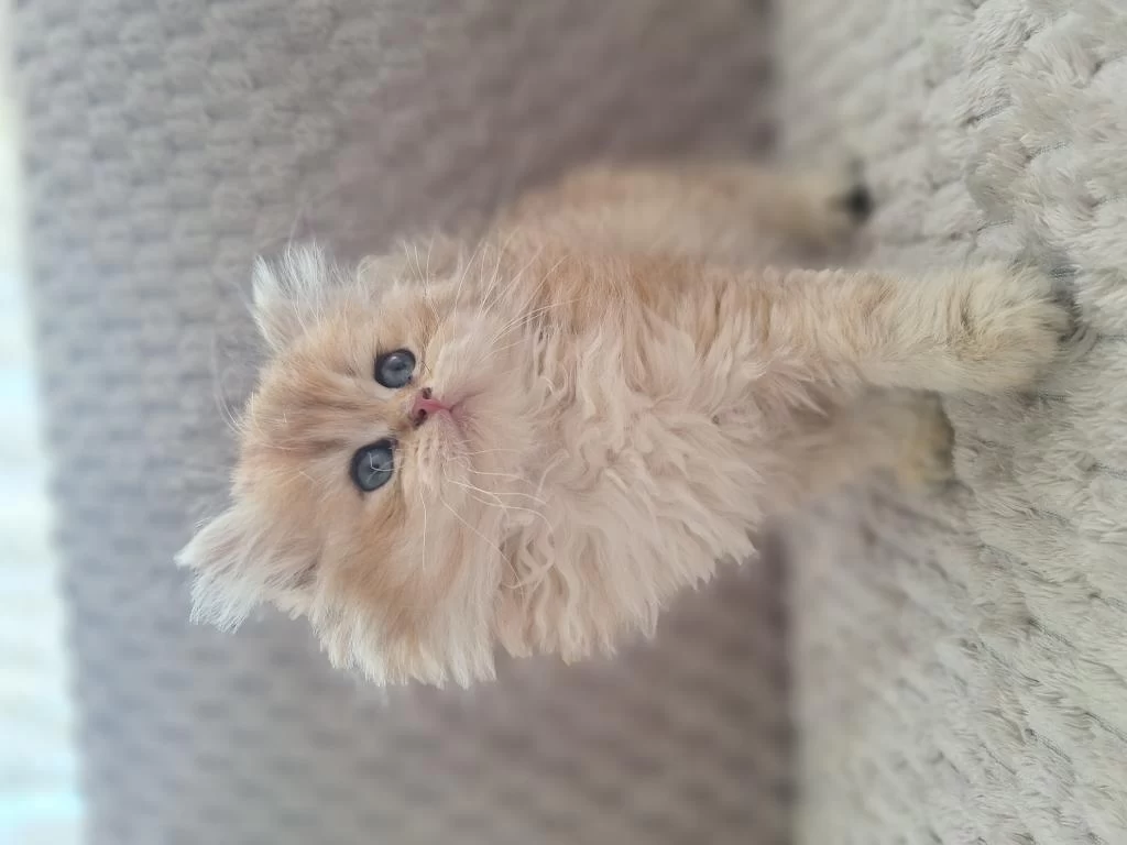 British Longhair Kedim