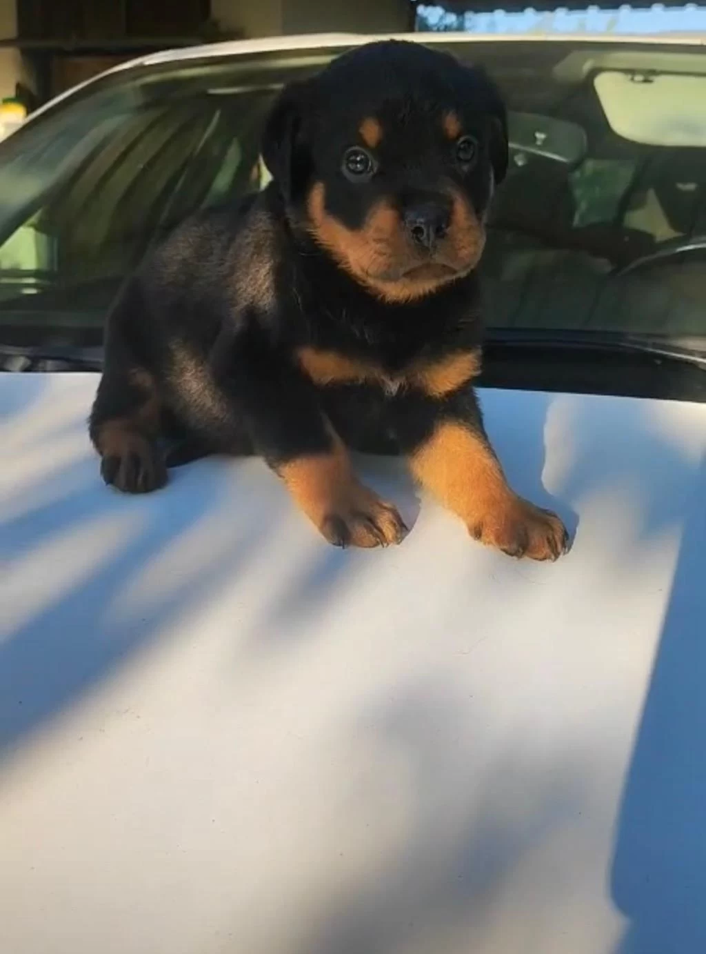 Orjinal Rottweiler Yavrular İrk Sağlık Garantili