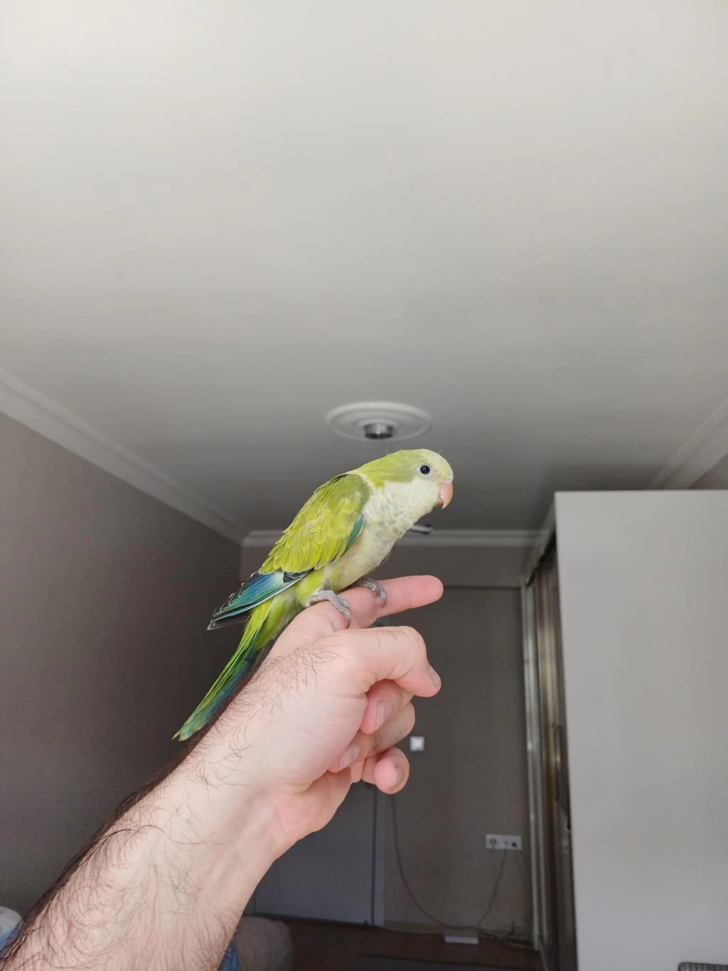 Full Evcil Monk Papağani Bebek