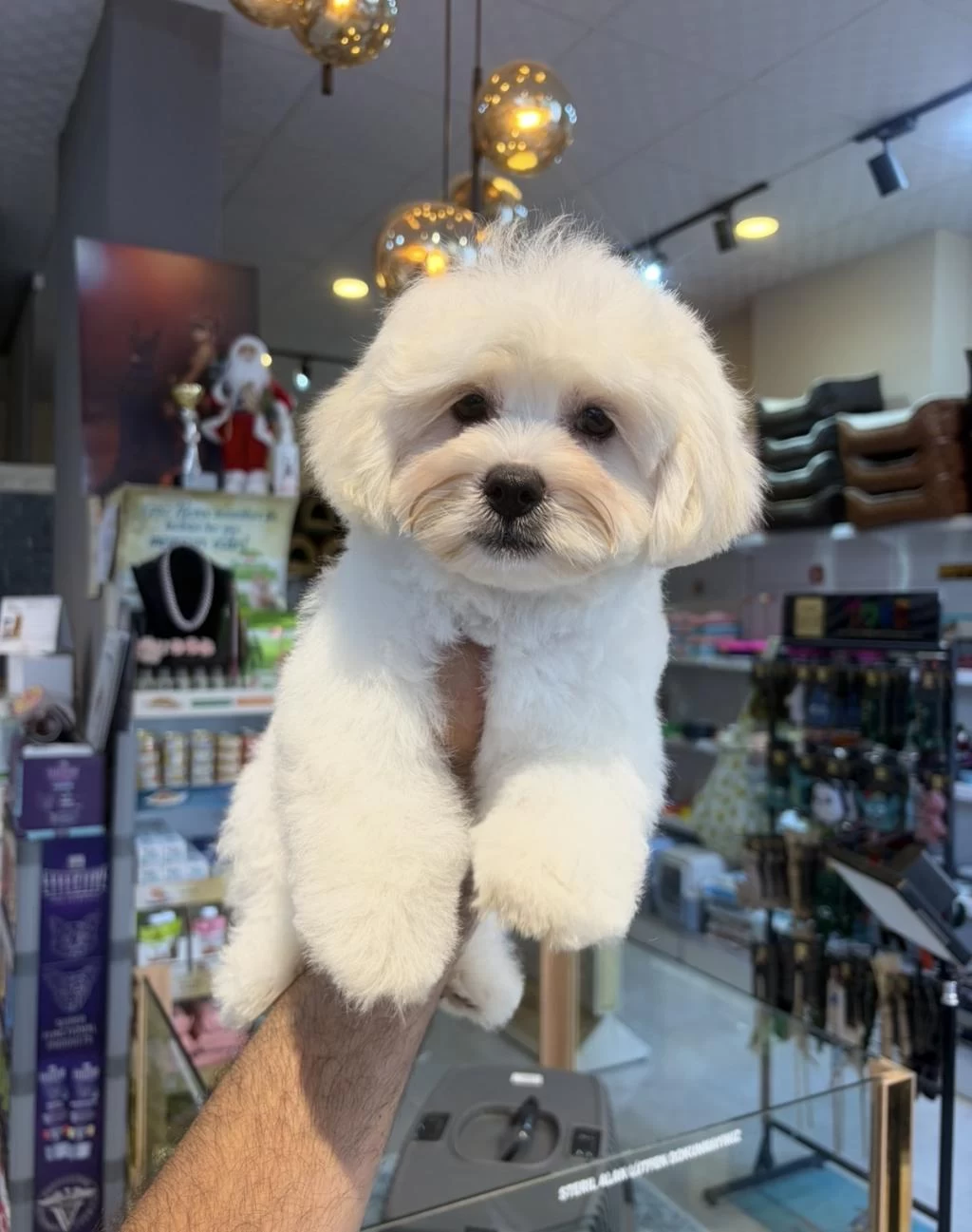 Maltese Yavruları 3 Aylık