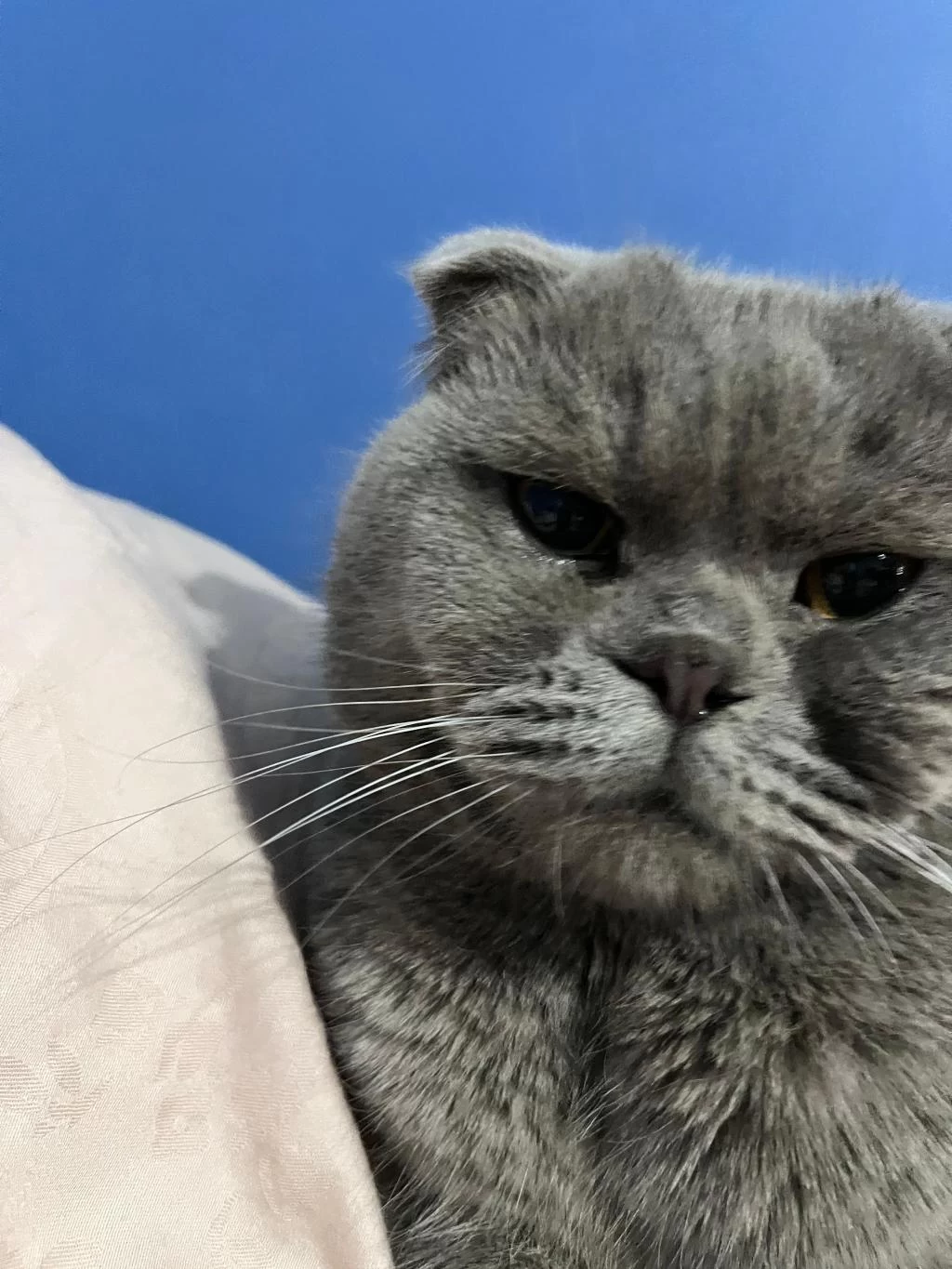 Erkek 1.5 Yaşında Kısırlaştırılmamış Scottish Fold