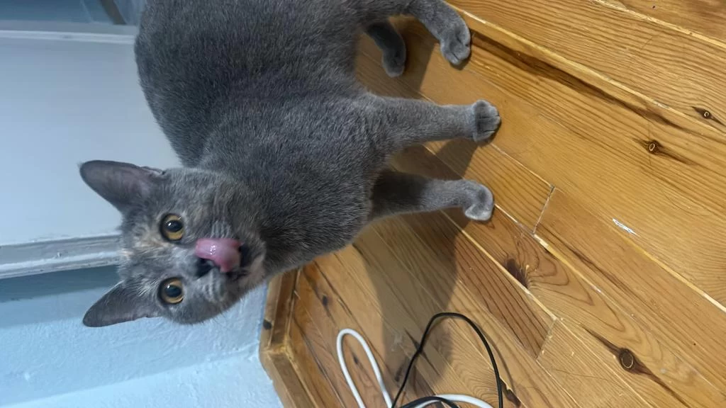 British Shorthair Kedisi Dişi
