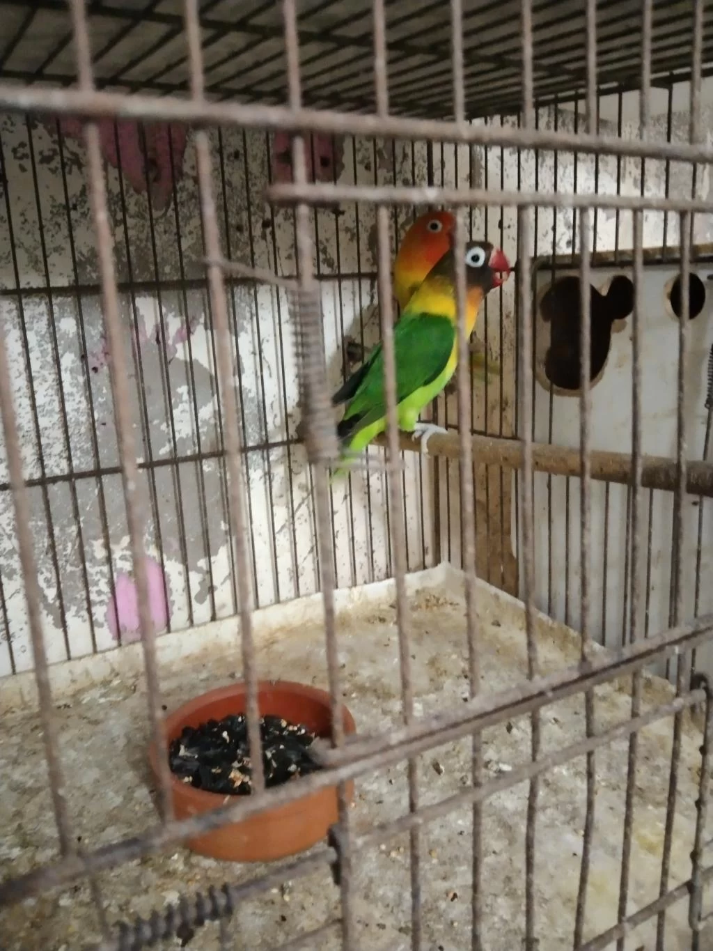 Cennet Sevda Papağanı Vardır