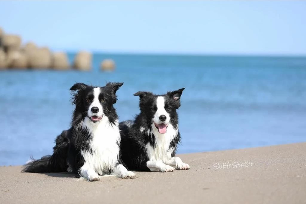 Üst Kalite Border Collie Yavruları Çiftlikten