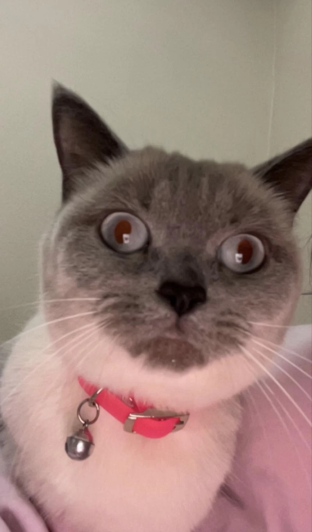 British Shorthair 1,5 Yaşında