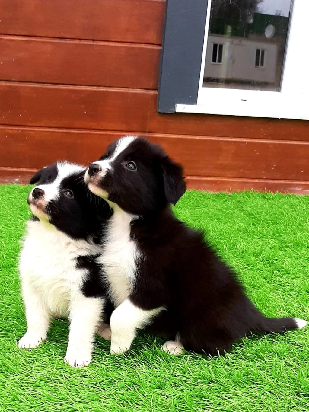 Birinci Sınıf Border Collie Yavruları
