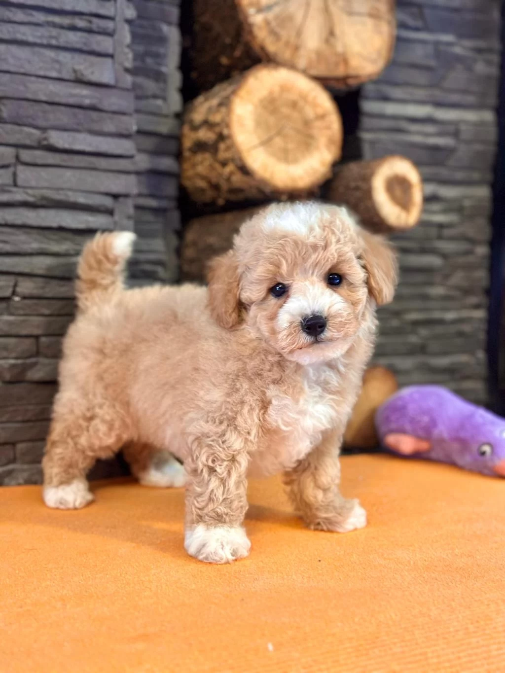İpeksi Tüylü Neşe Küpü Maltipoo Yavruları