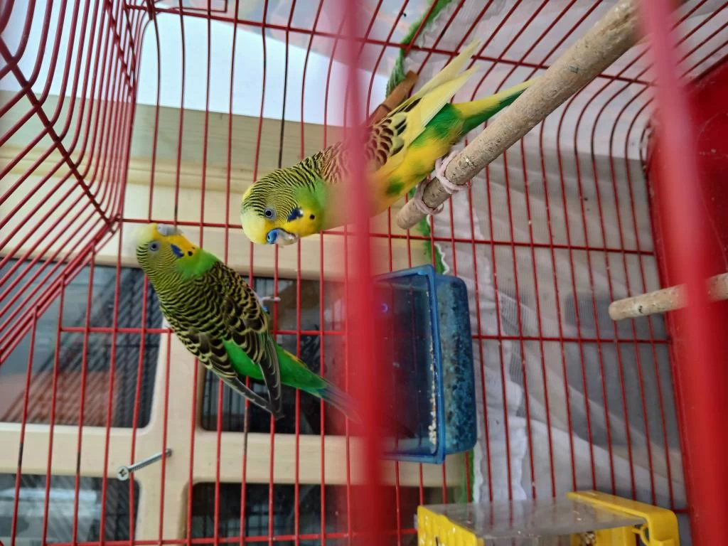Güzel İrk Muhabbet Kuşları