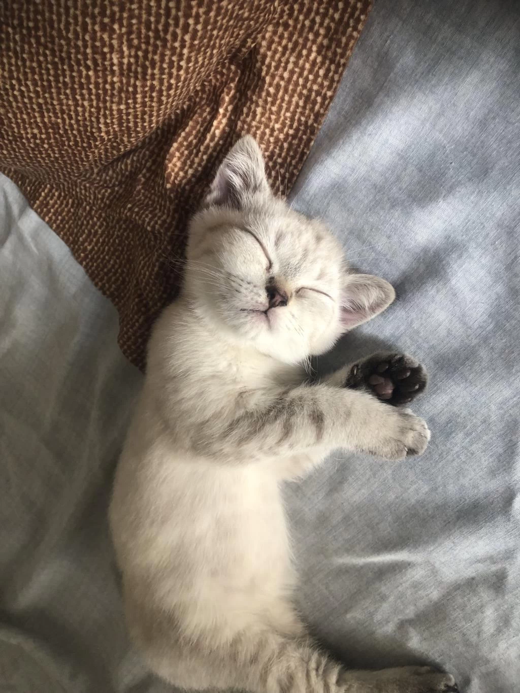 3 Aylık British Shorthair Yavru