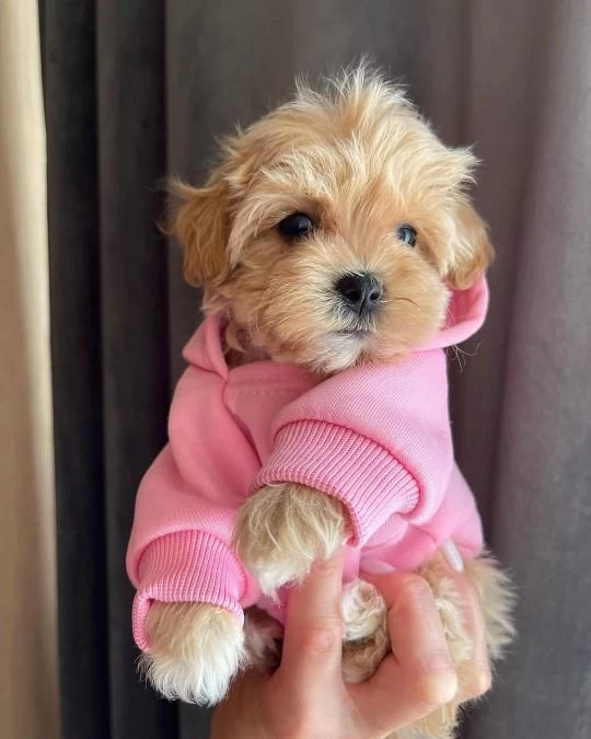 Dünya Tatlisi Maltipoo Yavrulari
