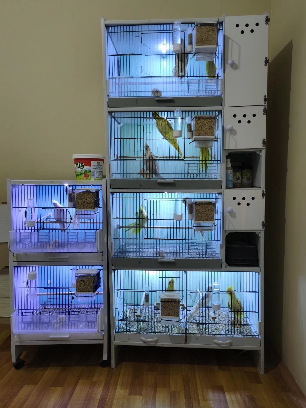 Sultan Papağanları Ve Pvc Kafes