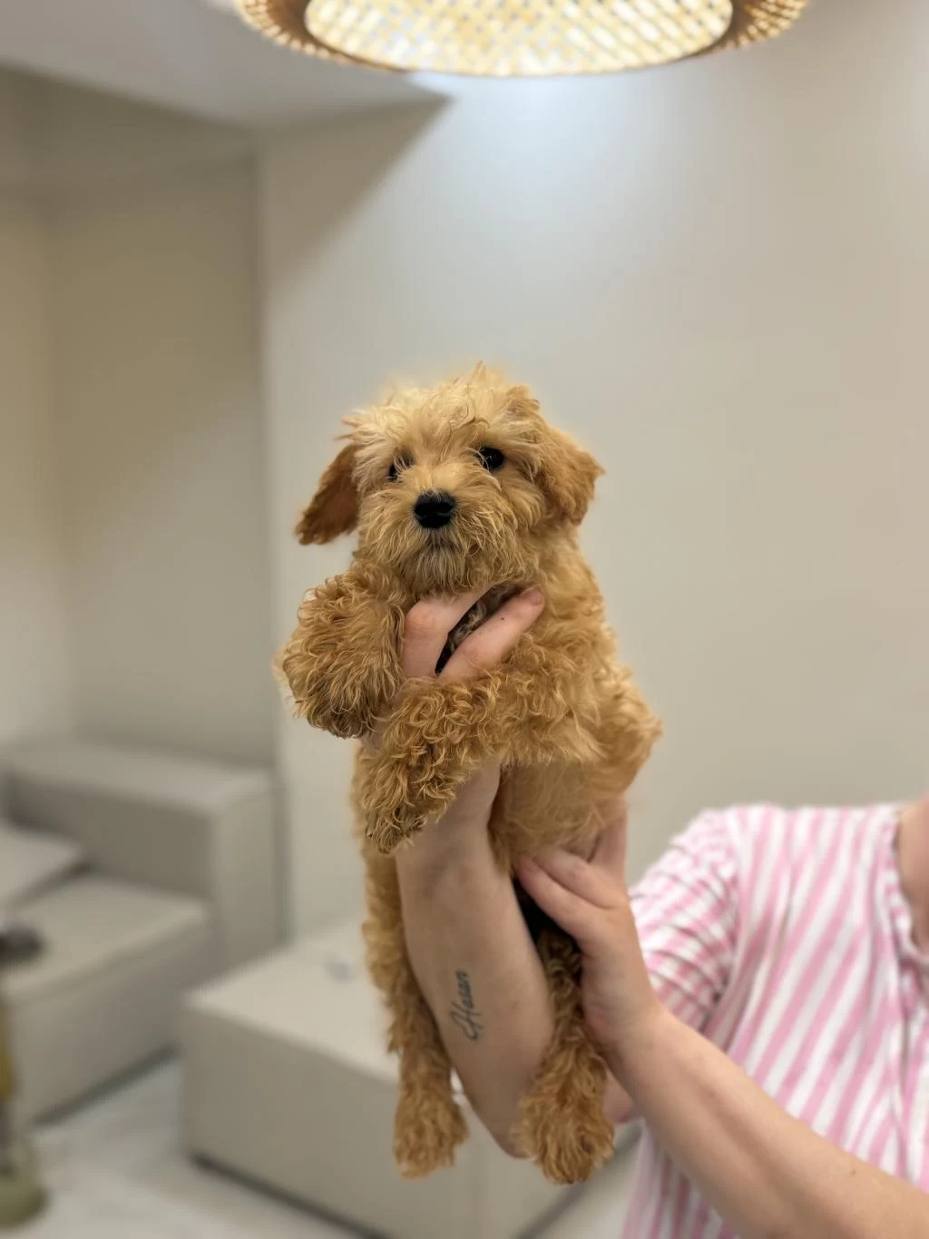 Harika Maltipoo Bebekler