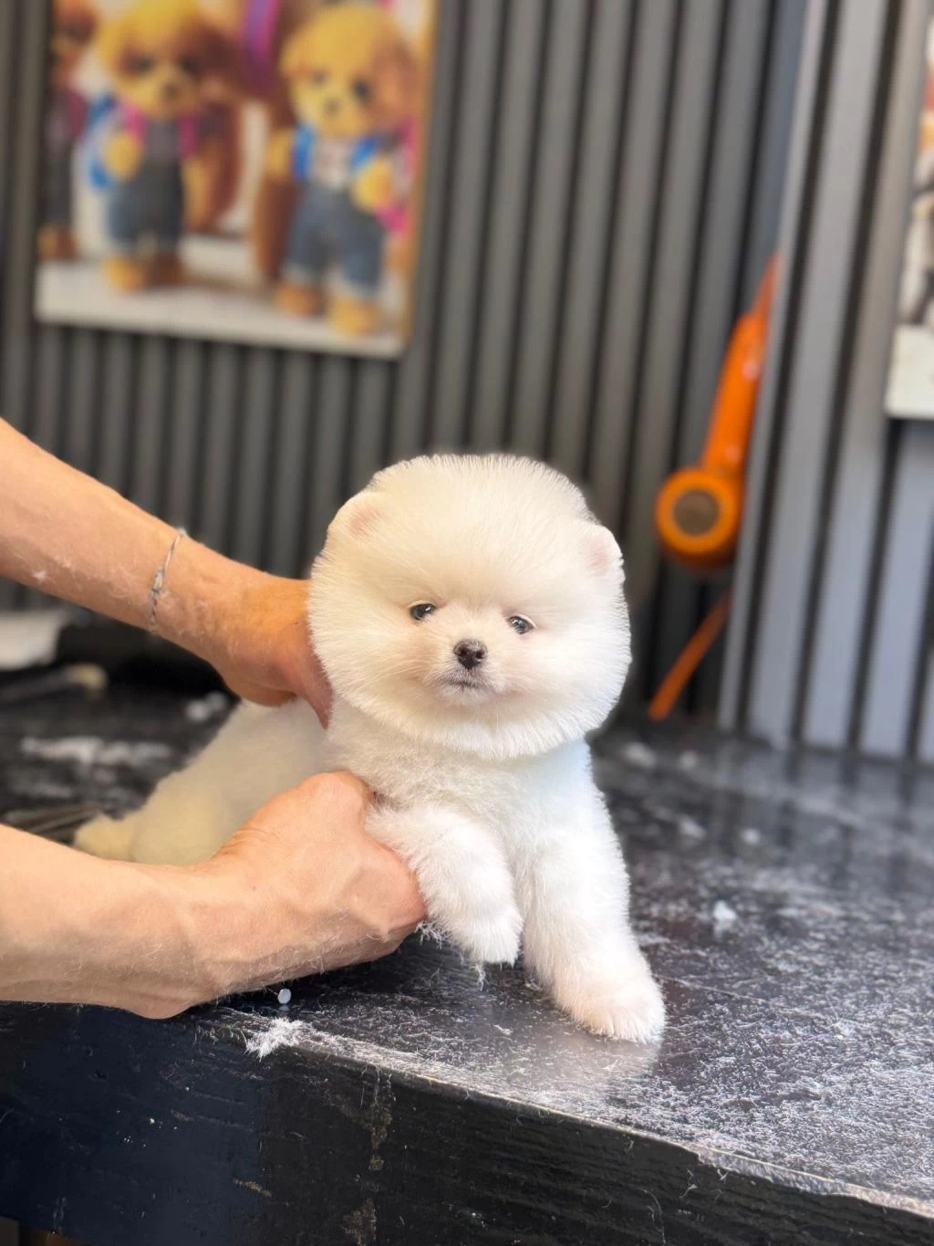 Harika Pomeranian Boo