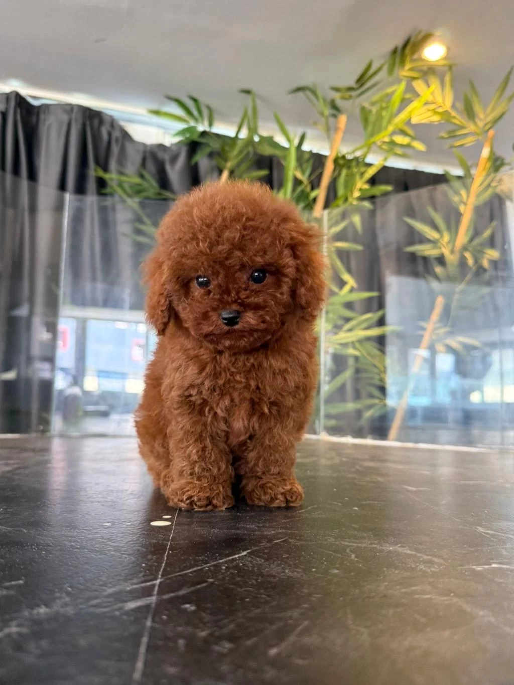 Harika Toypoodle Kore