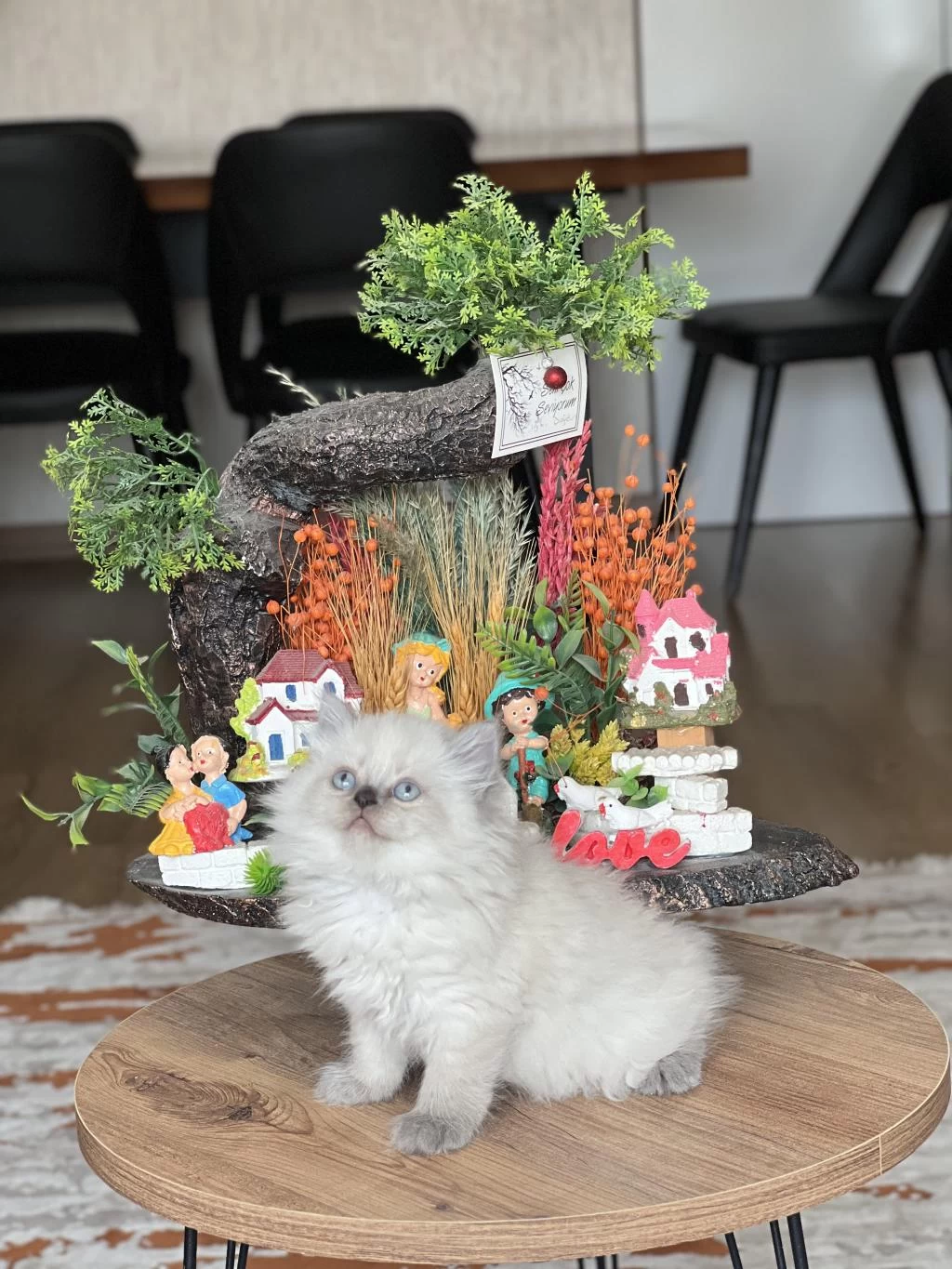 Güzellik Abidesi British Longhair Yavrum