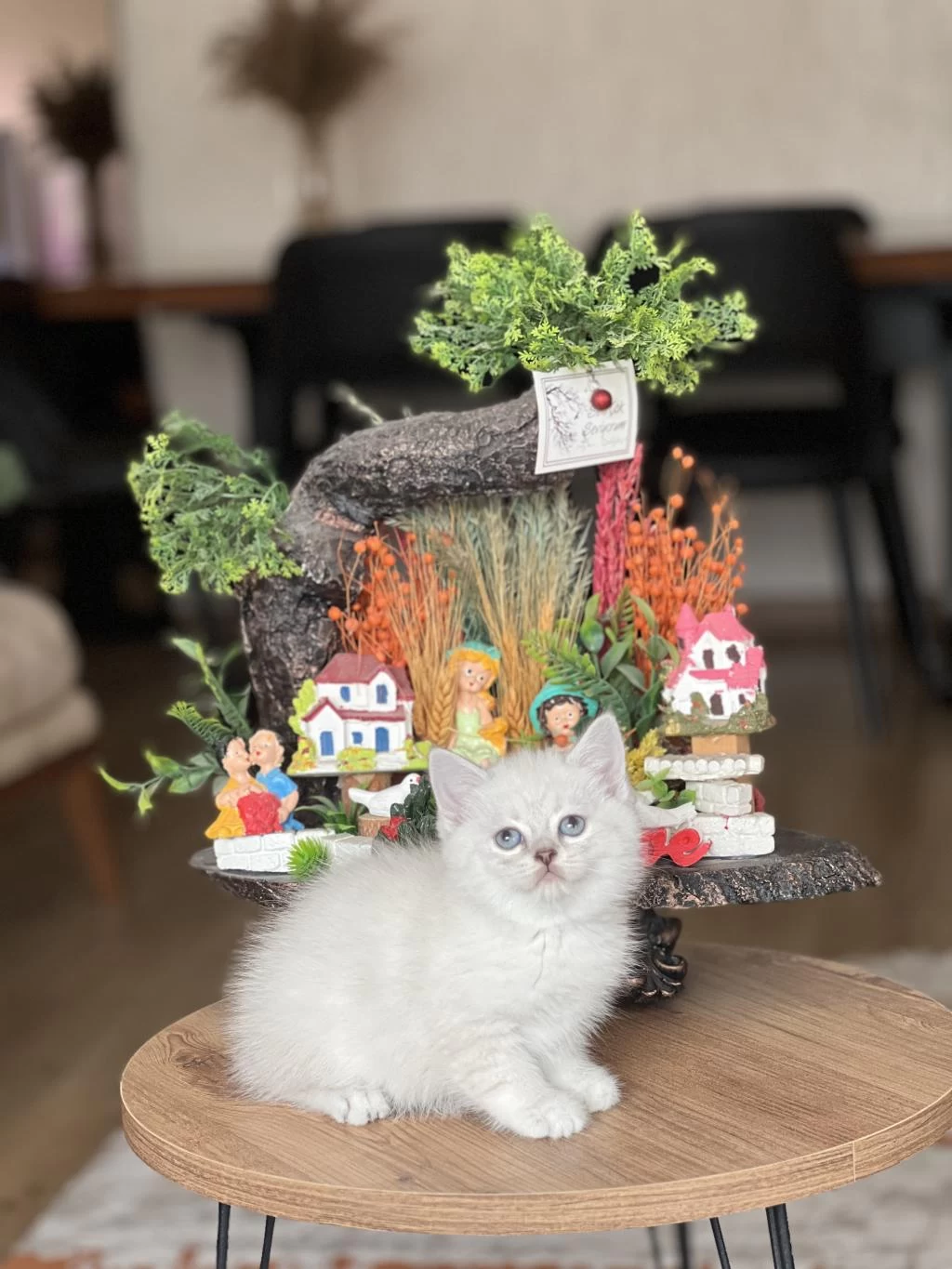 Teslime Hazir Safkan British Shorthair Yavrum
