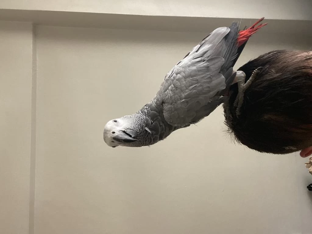 Harika Yavru Jako Papağanı