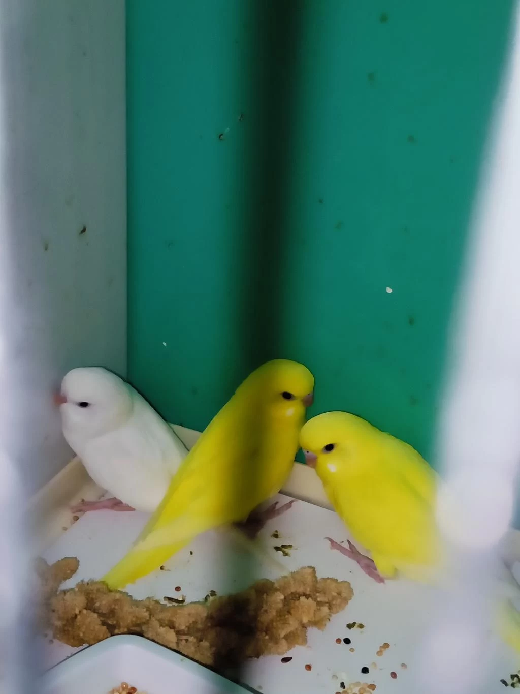 Harika Yavru Muhabbet Kuşu