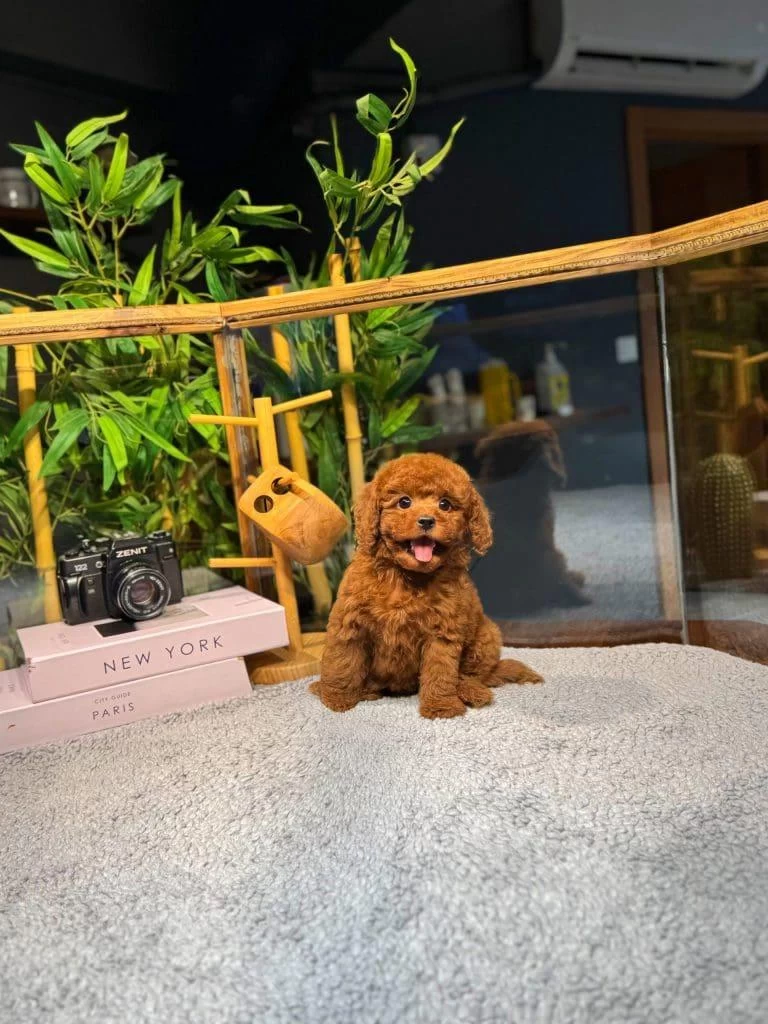 2 Aylık Hareketli Kıvırcık Toy Poodle Yavrularım