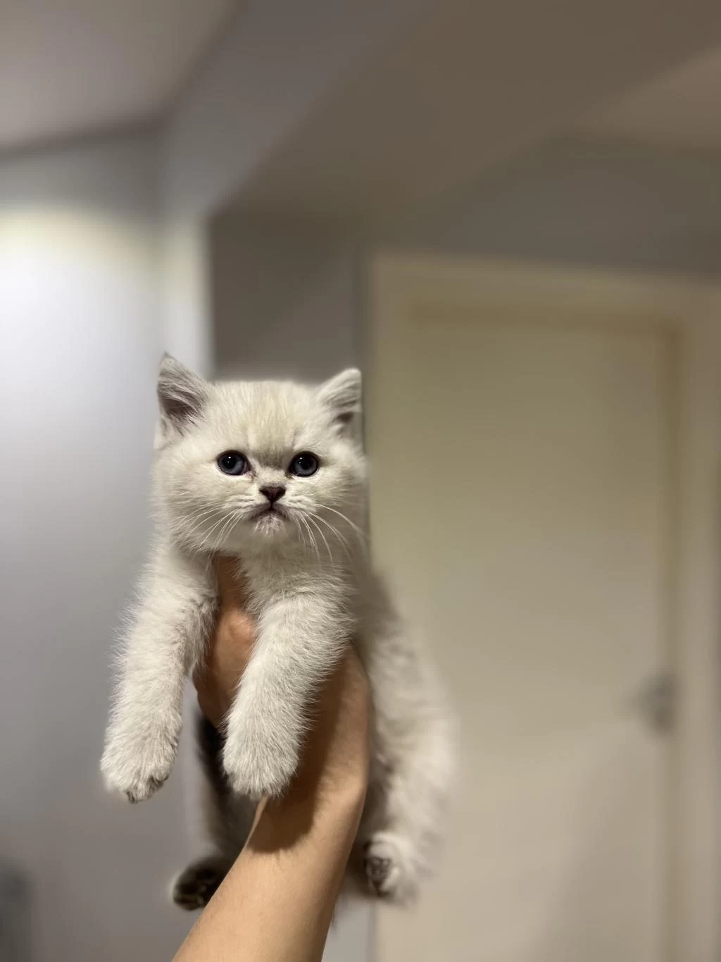 Emsalsiz Güzellikte British Shorthair Yavrularim