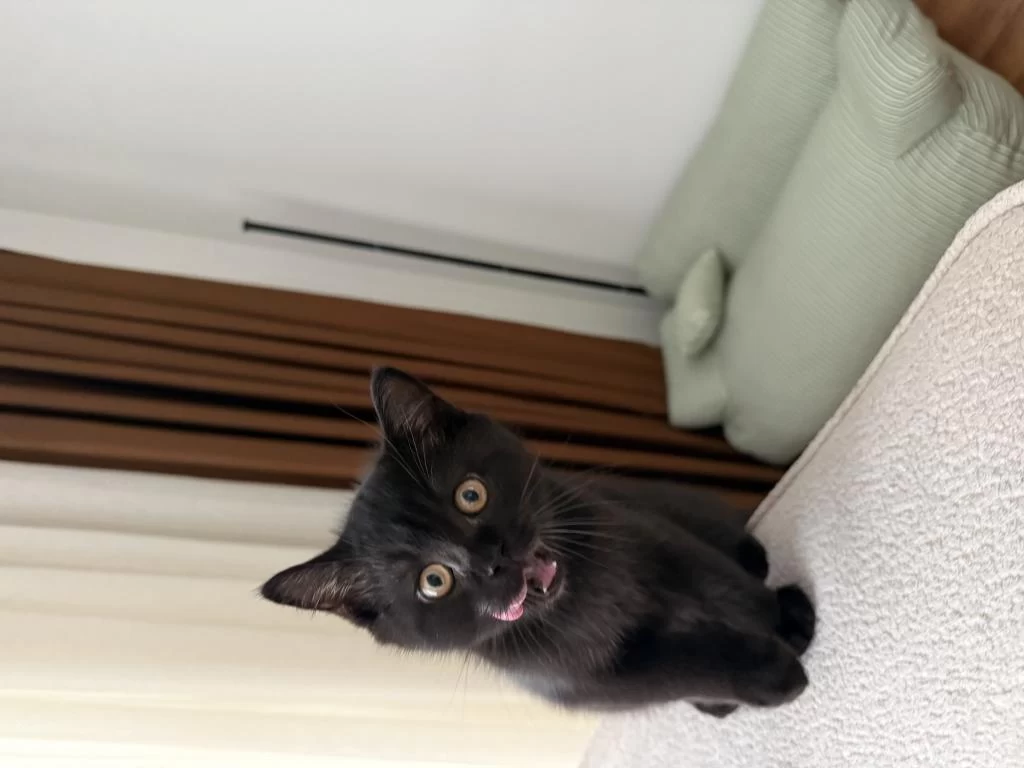 Harika British Black Yavru